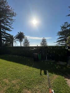 Lawn and tall hedge with a palm and a Norfolk pine in coastal Sydney.