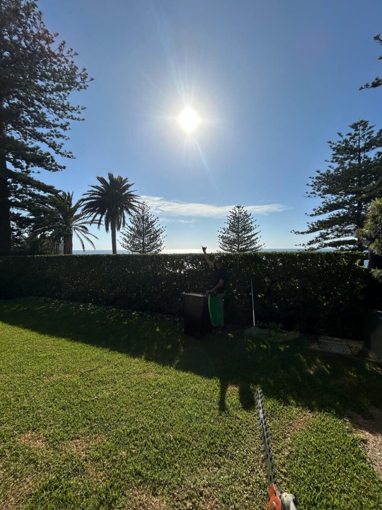 Manicured lawn and tall hedge with palms and a Norfolk pine at a coastal Sydney property.