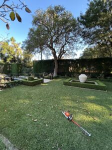 Formal clipped box hedges and a stone urn under a mature shade tree.