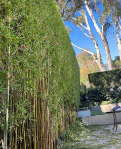 Tall bamboo screening and clipped hedge lining a driveway.