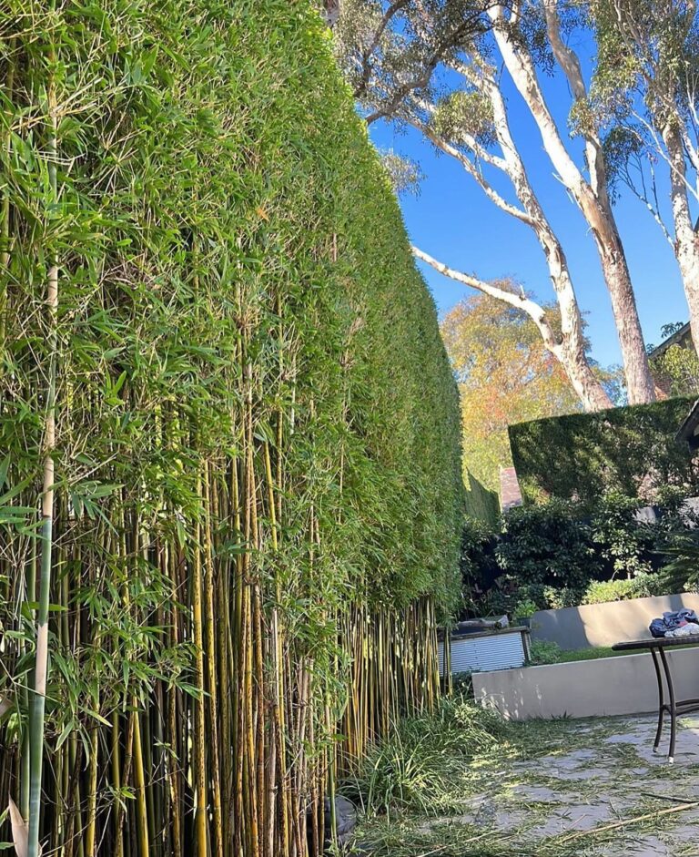 Tall bamboo screening and a clipped hedge lining a driveway at a Sydney property.