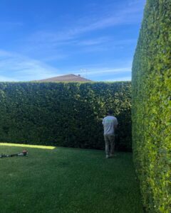 Gardener shaping a very tall hedge with a harbour view behind.
