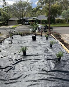 New plants set out on weed matting ready to go into a prepared garden bed.