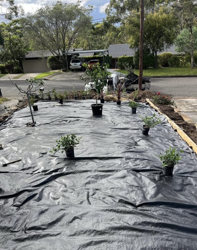 Weed matting laid and new plants set out ready for planting in a prepared Sydney garden bed.