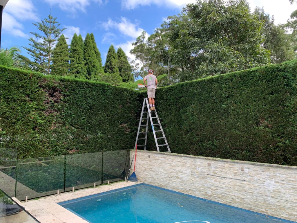 Moss Gardens gardener on a ladder trimming a tall hedge beside a pool at a Sydney home.