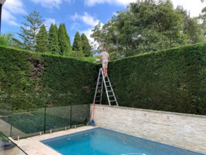 Gardener on a ladder trimming a tall hedge beside a pool at a Sydney home.