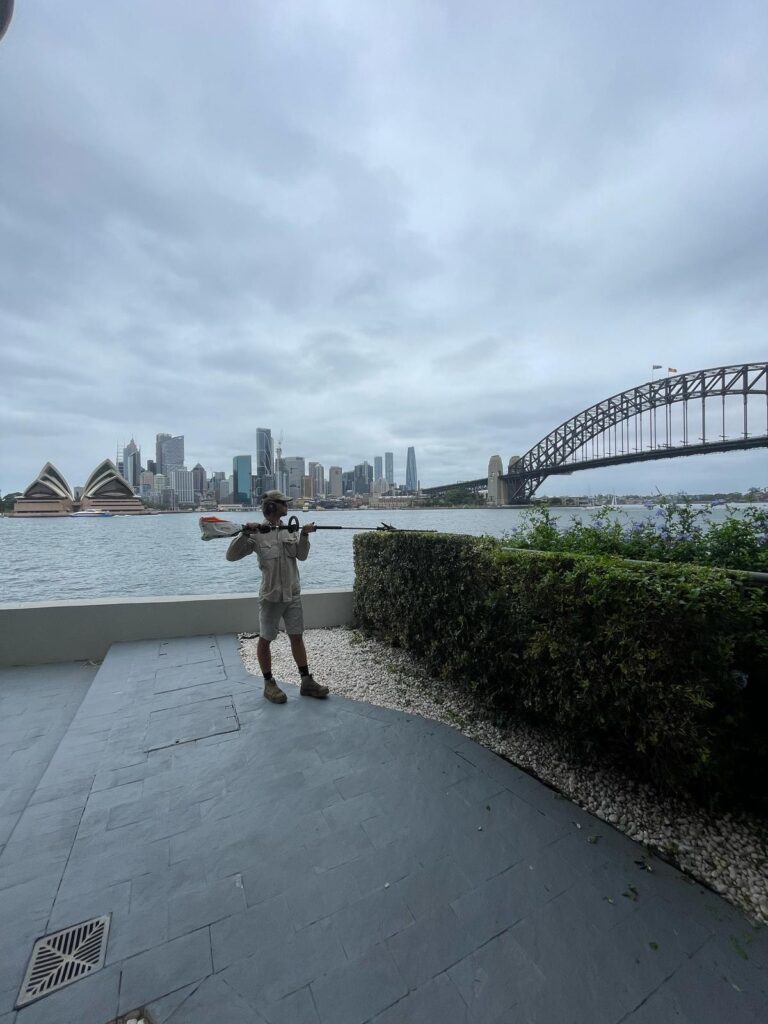 Gardener sweeping a terrace beside a clipped hedge with the Sydney Harbour Bridge behind.