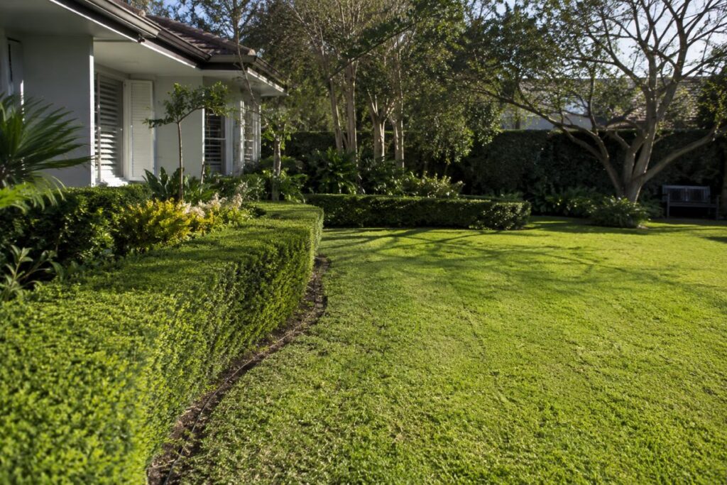 Garden maintenance in Sydney’s Eastern Suburbs with neatly trimmed hedges and a tidy residential lawn.